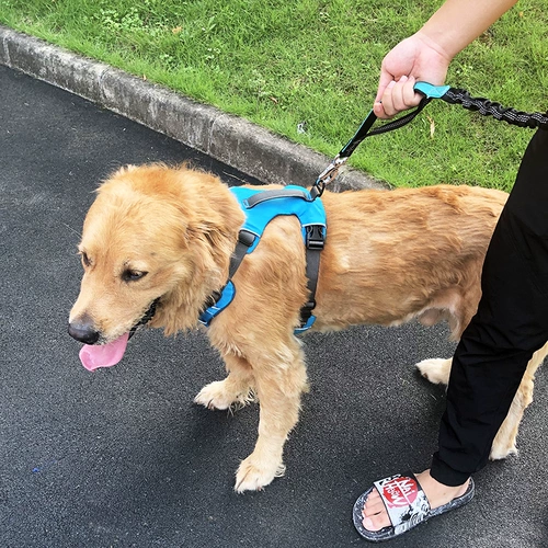 Эластичный взрыв -Напряженная большая собачья тяга Средняя большая собака P Цепная педяжная золотые волосы для собак с собакой для собак с собакой