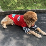 Большая одежда для собак Золотая возвращение летние тонкие средства среднего размера Sammerabrabrad Summer Pet ряд