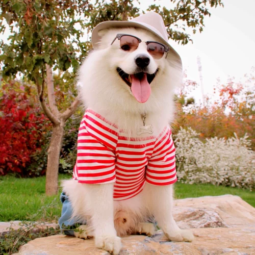 Середина -собачья собака четырех -кирки имеют дефекты по низким ценам, чтобы справиться с