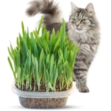 Семена кошачья трава гидропонная кошачья закуска дезодоризация волос шарик -Крим кошачья трава семя семян посадки в рукав кошка