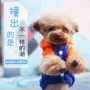 Teddy dog ​​quần áo mùa đông hơn gấu áo len mùa thu và mùa đông Bomei puppy pet quần áo mùa thu chó con mèo mùa hè - Quần áo & phụ kiện thú cưng phụ kiện thú cưng