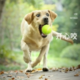 Теннисная высокая игрушка для тренировок, домашний питомец