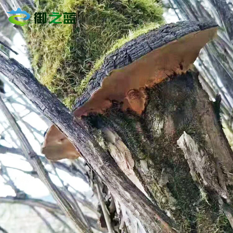 Royal Blue Wild Mulberry Mulberry Yellow Tibet Grow Whole Branch Mulberry Yellow Ganoderma Lucidum Tablets Pore Mushroom Linzhi 100g Buy 3 Get 1 Free