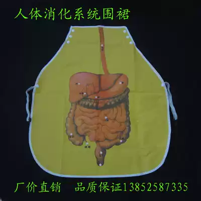 Human digestive system apron primary school science teaching aids biological teaching aids human teaching equipment