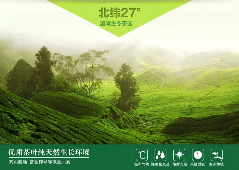 阳春白雪高山有机绿茶湄潭翠芽雀舌茶叶贵州遵义特产春节礼品装