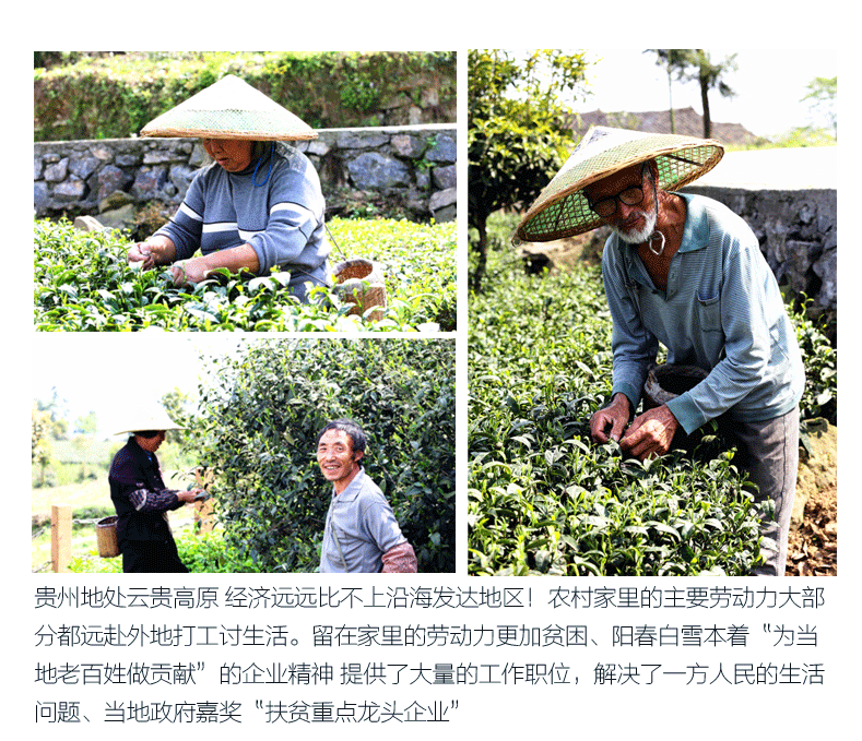 阳春白雪印象1939 湄潭翠芽 毛尖茶 雀舌茶叶 贵州茶叶 高山绿茶