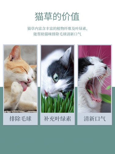 Кошачья трава и кошачья семена с закусками в горшках трава кошачья пшеница котенок, чтобы пойти на шарики для волос, чтобы использовать шерстяную траву ленивую кошку