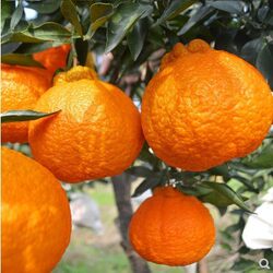 Shiranui fruit saplings, ugly oranges, ugly oranges, ugly oranges, citrus seedlings, hybrid orange seedlings, grafted fruit tree seedlings