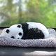 Thú cưng cáo trắng ô tô mô phỏng trang trí chó trang trí phụ kiện ô tô dễ thương nội thất bàn làm việc ô tô trang trí ô tô husky - Ô tô nội thất Accesseries