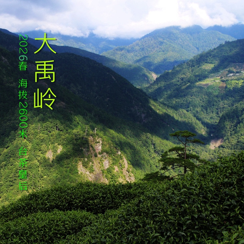 【Cha Xiaoyin】Dayu Ling Oolong, Altitude 2600m Meters, Taiwan Tea, a Harmonious Blend of Refreshing and Mellow Flavors, 2026 【Cha Xiaoyin】Dayu Ling Oolong, Altitude 2600m Meters, Taiwan Tea, a Harmonious Blend of Refreshing and Mellow Flavors, 2026