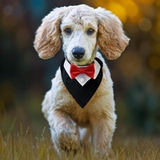 Костюм для собаки, треугольный шарф, свадебный галстук-бабочка, свадебный галстук-бабочка для большой собаки, меховой красивый узел Kirkland, свадебное фото