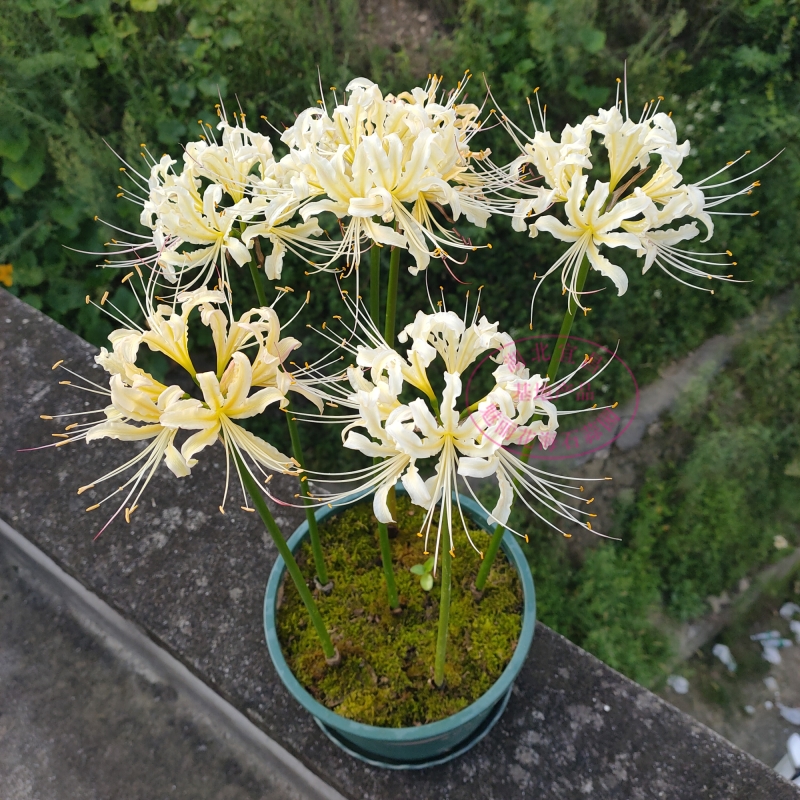 Lycoris seed ball Green plant white other side flower seeds Manzhu Shahua potted indoor four seasons potted flowers