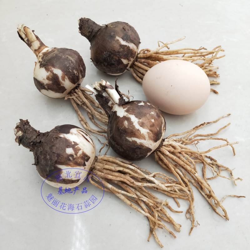 Boutique Manju Sahua Other Shore Flower Seed Bulb Potted Garlic Seed Bulb Other Shore Flower Seeds Super large 5-year-old bulb