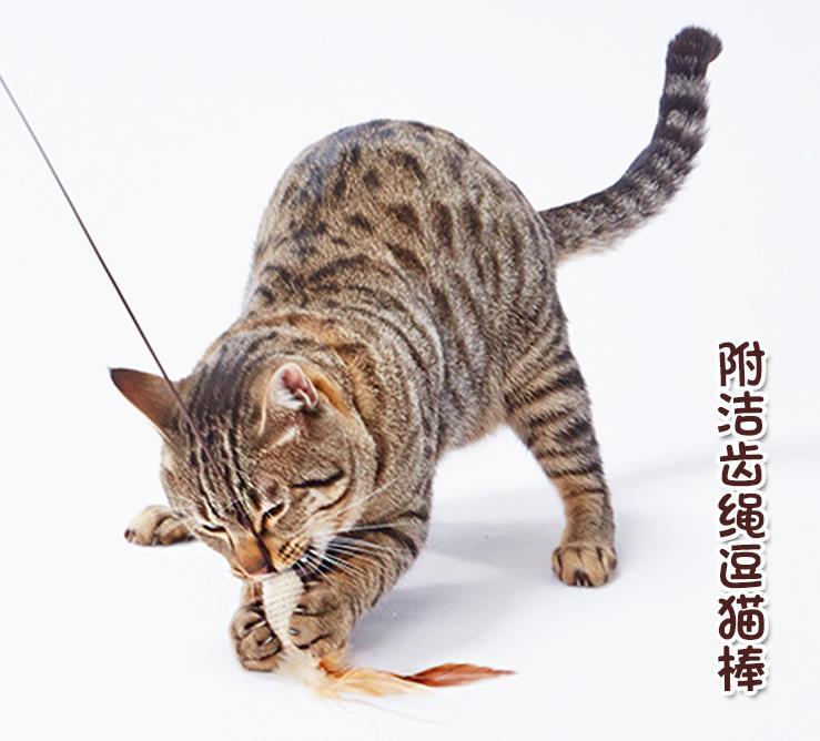 Japanese Petio Paito clean teeth feather cat stick cat stick cat toy cat toy cat Interactive