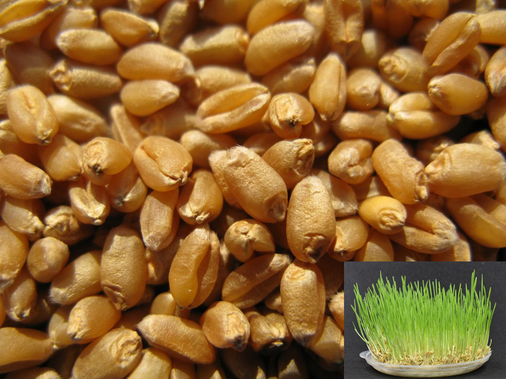 The second white send high quality wheat grass cat seed to go furry ball symptoms supplemented with vitamin