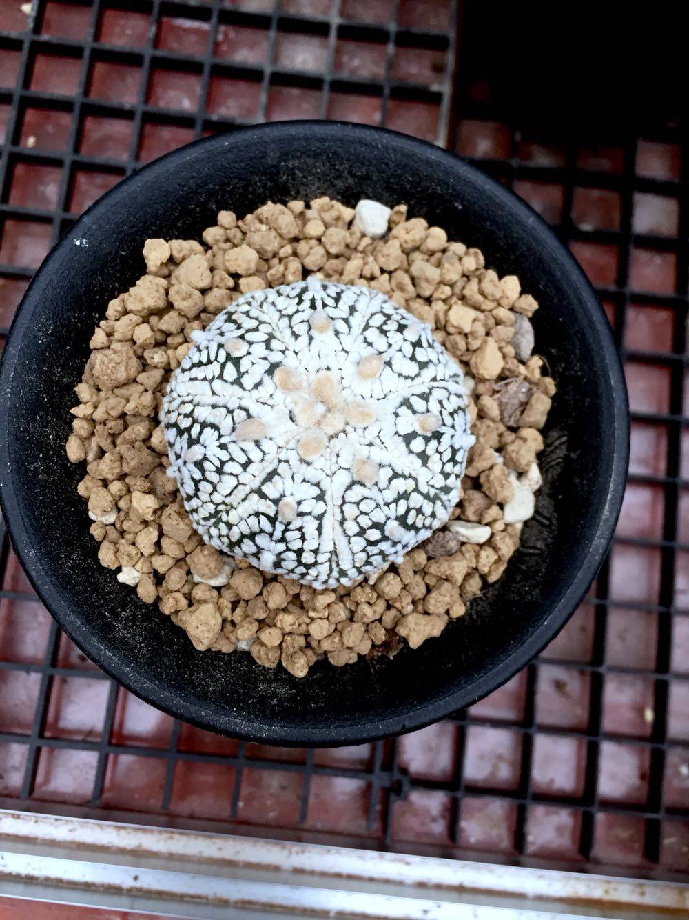 Immortal Ball Super Pocket Shi sheng big white dot Iwata super pocket