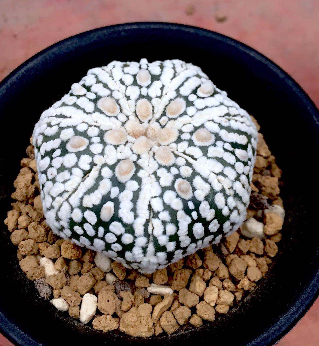 Cactus Ball Pocket Real life super pocket