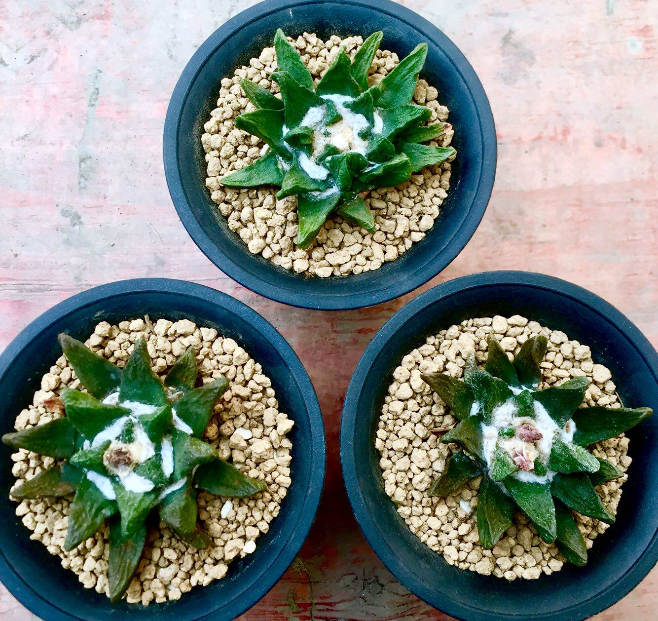 Cactus Rock Peony is a peony of Narita garden corner peony, which costs 3,000 yuan per price