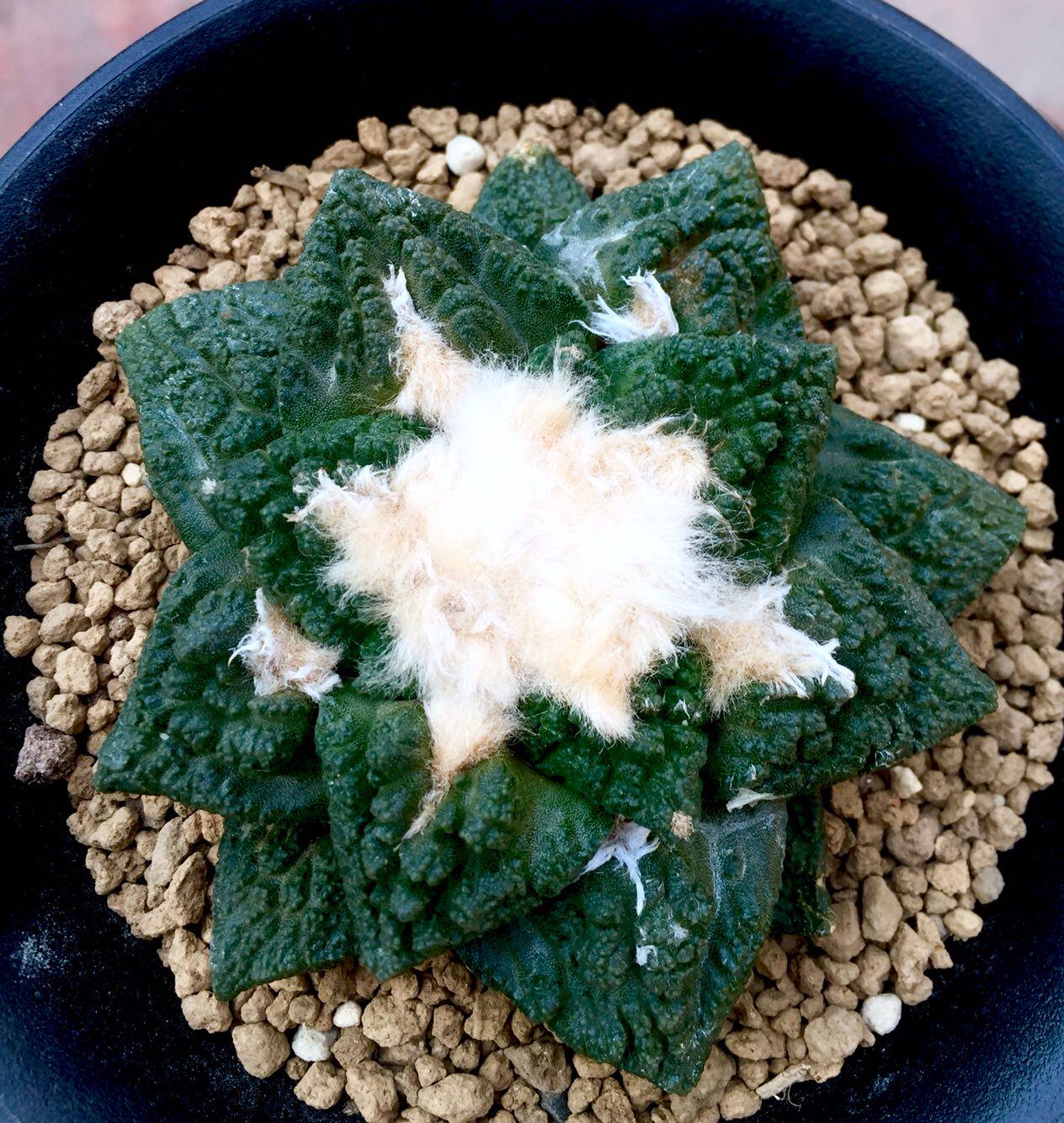 The Peony Rock Peony Real Raw Gardening Dish Peony Flowers Peony Tree Peony