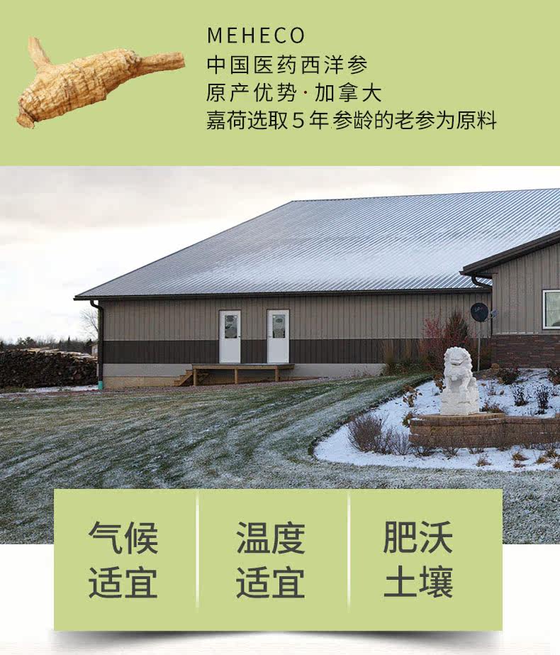 American Ginseng-Original Tail Bubble_11.jpg