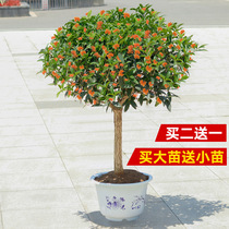 Four seasons grafted osmanthus saplings potted courtyard golden osmanthus strong fragrance type dan agarwood osmanthus bonsai plants indoor and outdoor flowers