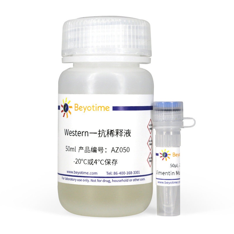 AF0318-50&mu;l Vimentin Mouse Monoclonal Antibody 碧云天