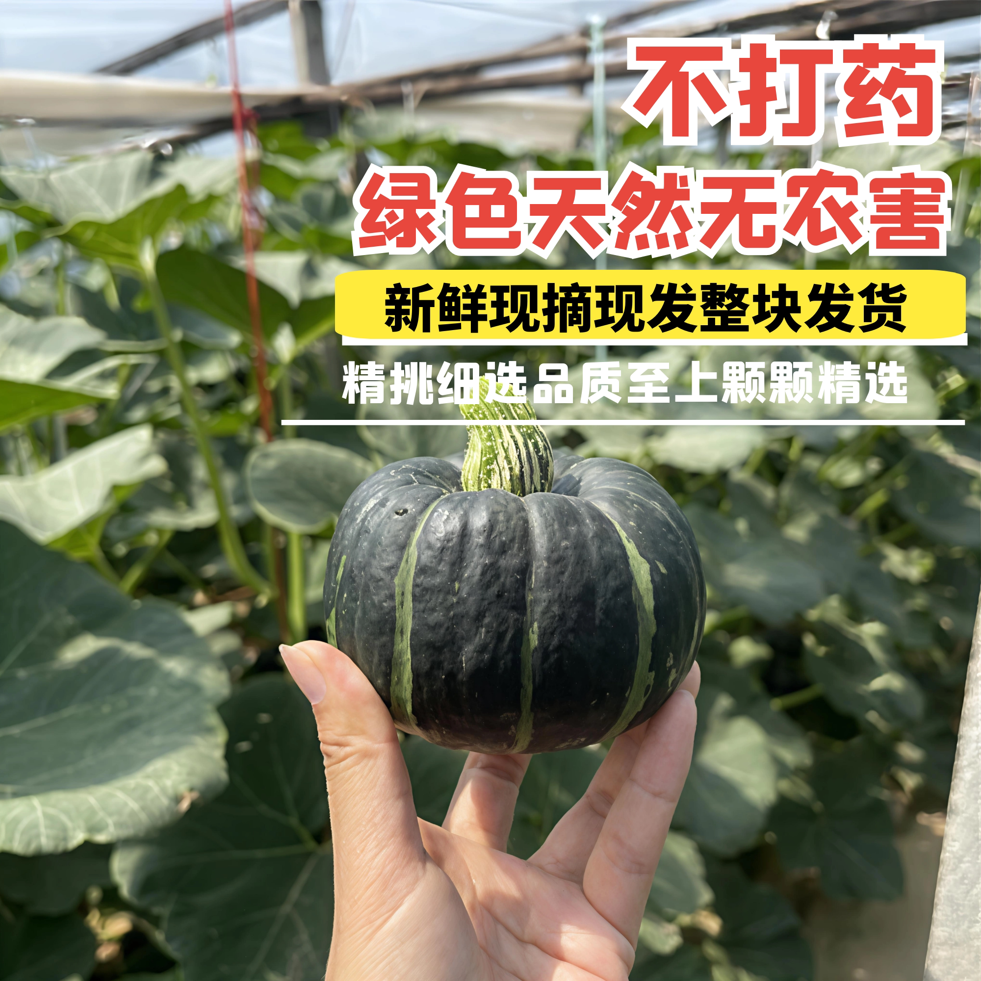 贝贝南瓜烟薯25号种植基地