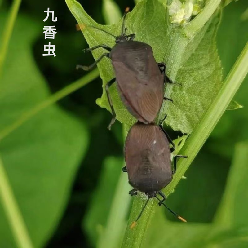 Yunnan Wild Nine-Scented Worm, Authentic Rural Delicacy, Medicinal Herb, Black Bug, Stink Bug, Black Shell Bug, Farting Bug, Black Pocket Bug