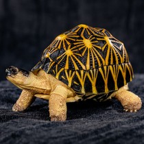 Cold Ink World Turtle Heart Series Palm Treasure Mini Tortoise Model Resin Hand Office Original Simulation Static Car Pendulum