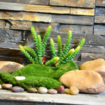 Simulated plant money string simulation fleshy green meat plant simulation moss lawn plant