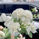 Букет из 7 белых гвоздик.