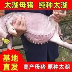 安诚种猪养殖