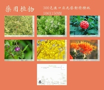 2023 Medicinal Plants Postcards Set 3 B6 Set 555