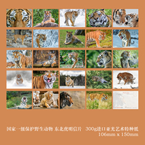 2024 Wildlife Siberian Tiger Postcard Set of 24