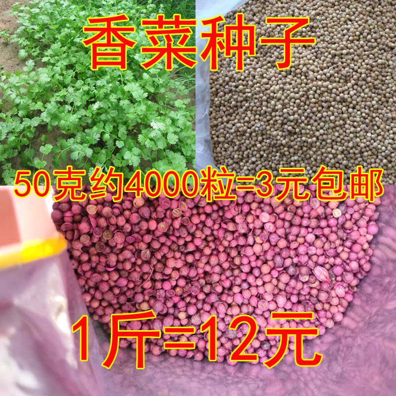 Old coriander seeds potted large-leaf coriander seeds four seasons edible yangtai coriander seeds spring vegetable seed boudo