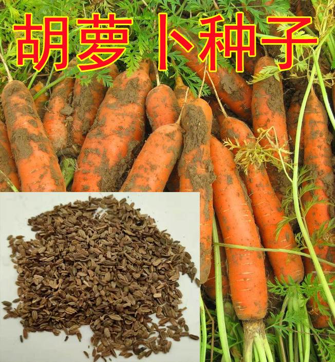Carrots Seeds Seeds Seed Fruits Roperin Season Spring Summer Autumn Winter Vegetables Red Carrapin Seed Yard