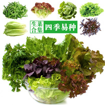Italian four-season lettuce seeds are heat-resistant and cold-resistant throughout the year spring summer and autumn balcony potted vegetables lettuce seeds