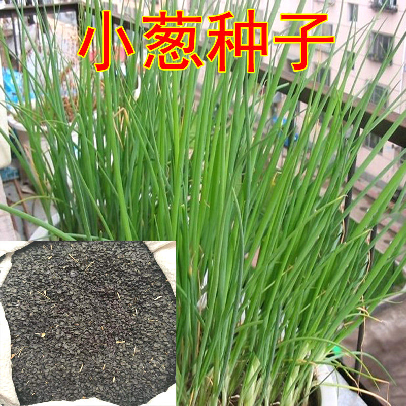 Shallot seeds, shallot seeds, four seasons, onion seeds, rapeseed, vegetable seeds, garden balcony potted field