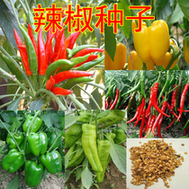  Pepper seeds Multicolored sweet pepper line pepper Chaotian pepper horn pepper seeds Rapeseed vegetable seeds Courtyard balcony potted plants