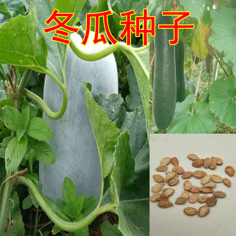 Winter Melon Seed Black Leather Winter Melon Powder Leather Winter Melon Seed Rape Seed Rapeseed Vegetable Patio Balcony Potted Large Fields Spring Autumn Planting