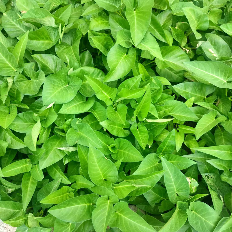 Water spinach seeds, willow leaves, large leaves, round leaves, water spinach seeds, seeds, rapeseed vegetables, garden balcony, potted fields