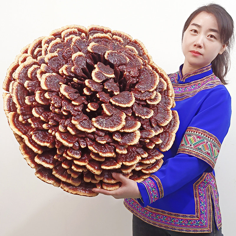 Red Ganoderma lucidum semi-wild Ganoderma lucidum dry goods large Ganoderma lucidum ornaments ornamental Ganoderma lucidum flower bonsai extra large pruning saffron Ganoderma lucidum