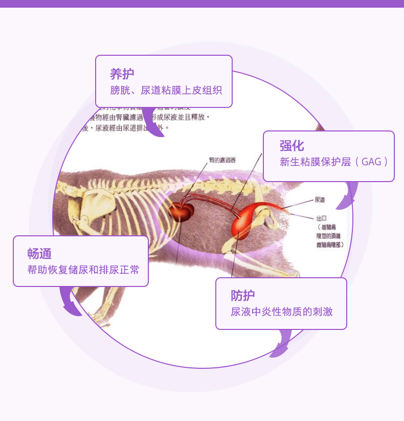 Nước tiểu mèo Wei Shi qua đường tiết niệu mèo lợi tiểu đường tiết niệu sỏi niệu đạo kém thức ăn cho mèo đối tác dinh dưỡng - Cat / Dog Health bổ sung sữa cho mèo con mới sinh
