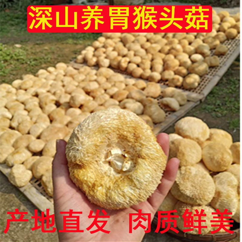 什么样的福建古田猴头菇最适合作为养生食材?
