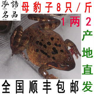 8 pieces 1Jin [Jin is equal to 0.5 kg] Northeast Jilin live forest frog Changbai Mountain toad female leopard toad oil hash antzi snow clam