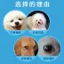 Golden Shield Dog Eye Potion Cat Pet Eye Drops Ngoài Tear Marks Anti-viêm Cleansing Eyes Than Bear Teddy Eye Wash - Thuốc nhỏ mắt