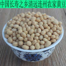 Lianzhou specialty non-genetically modified self-retained soybeans soybeans bean sprouts farmers grow new soybeans