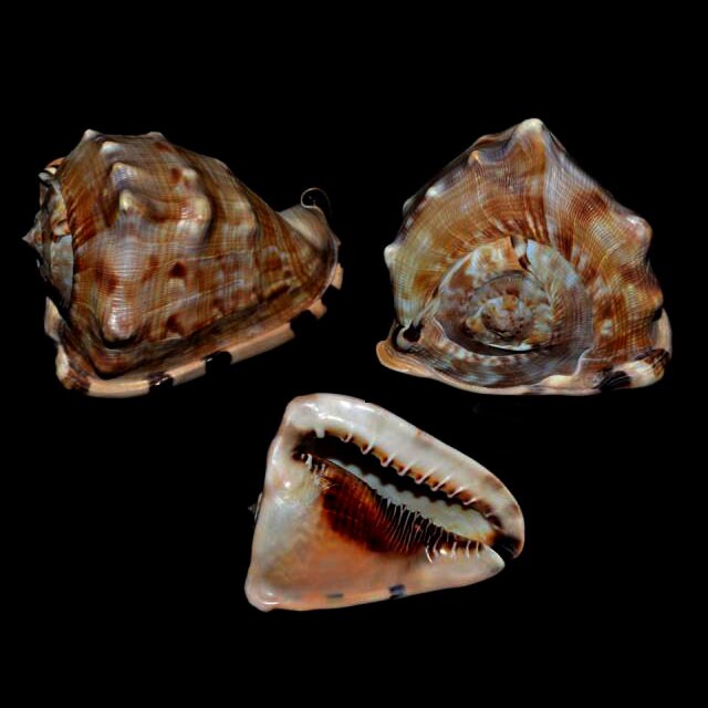 Black-Mouthed Conch Cassis Tuberosa, Linnaeus, 1758