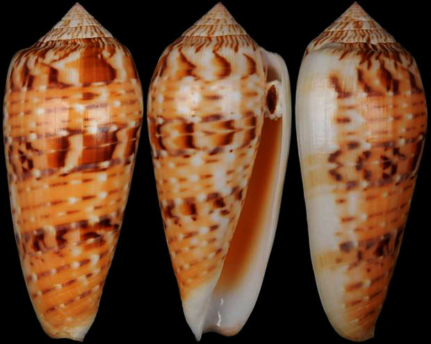 Conus Dusaveli (H. Adams, 1872) Large Specimen!