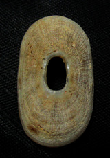 Морская раковина 黑暗透孔螺 amblychilepas nigrita sowerby.1824